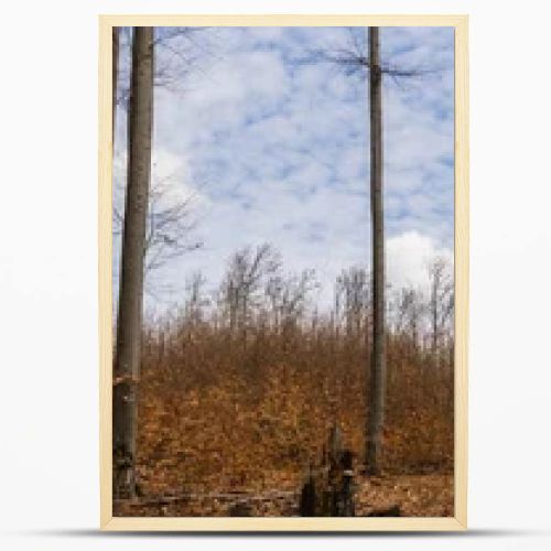 Trees in mountain forest and sky at background, banner 