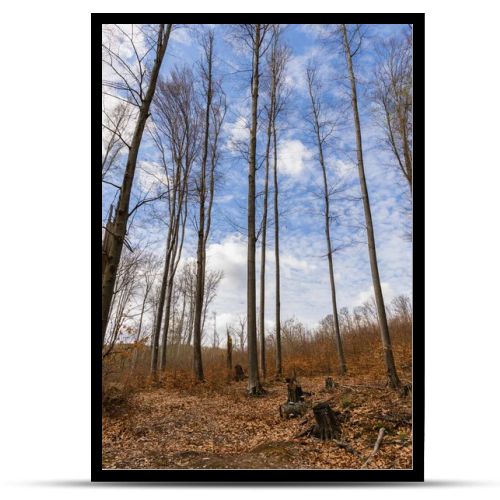 Wide angle view of trees and sky in mountain forest 