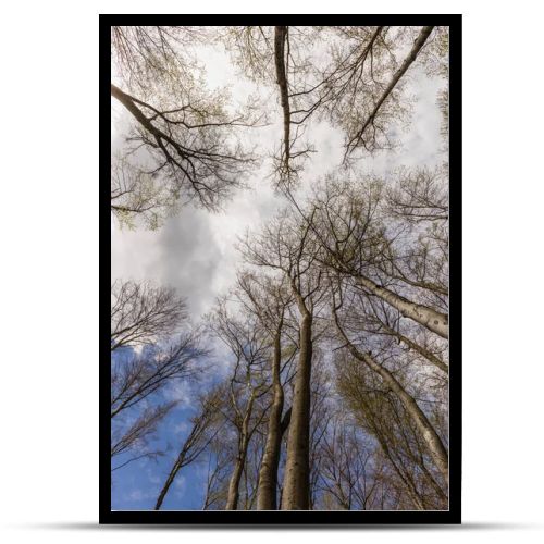 Bottom view of trees and sky in forest in autumn 