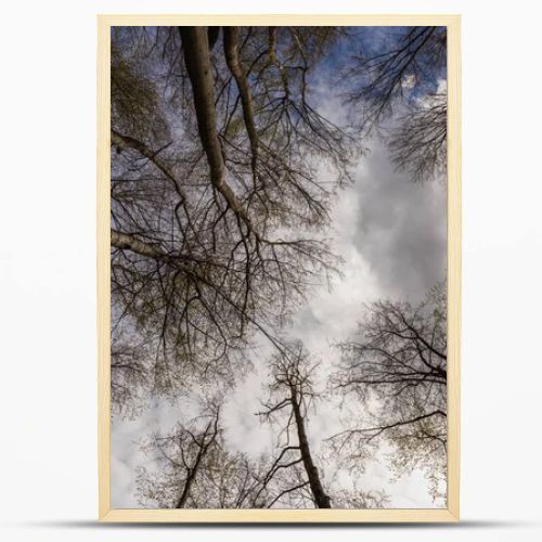 Bottom view of trees and sky in forest 