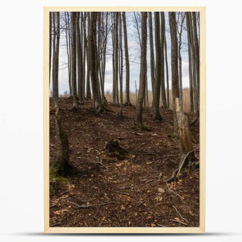 Forest on mountain hill in autumn 