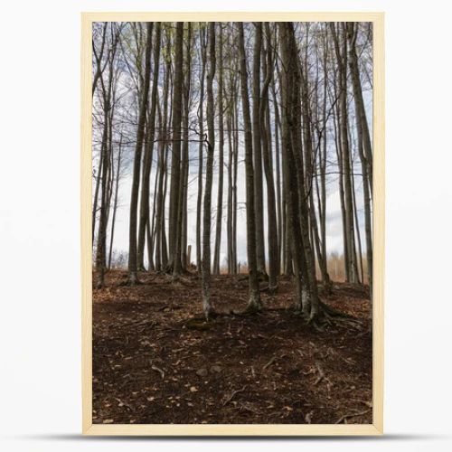 Trees on hill with sky at background in mountain forest 