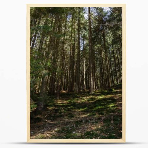 Scenic view of spruce forest with sunlight on ground 