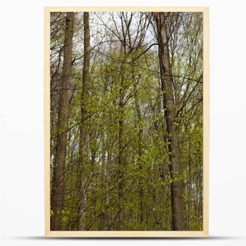 Tall trees in spring forest 