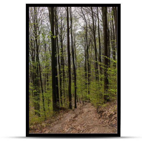 Dirty road with dry leaves in spring forest 