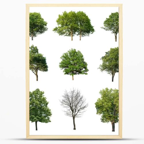 Trees isolated on white