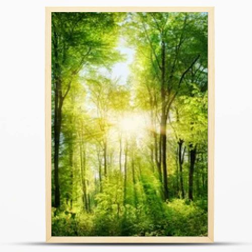 Forest panorama with rays of sunlight