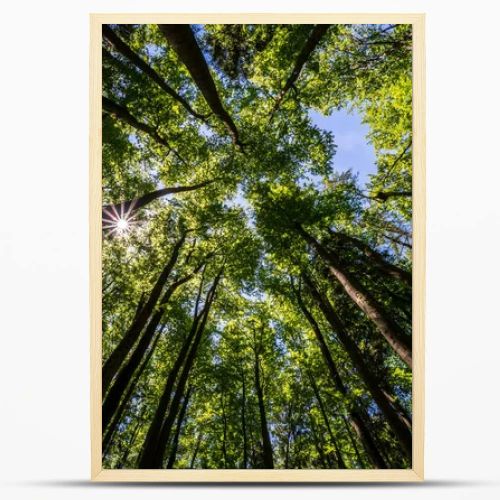 Trees in a forest from below with the sun ultra wide