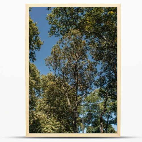 Low angle view of trees and lantern with blue sky at background 