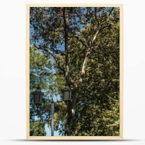 Lantern and trees with blue sky at background, banner 