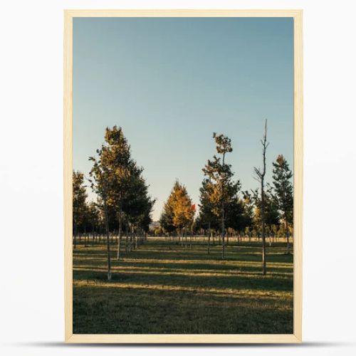 plantation of young sycamores on green lawn
