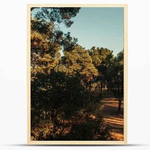 high pine trees against blue sky in sunny weather