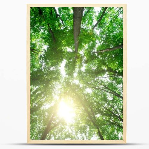 forest trees. nature green wood sunlight backgrounds