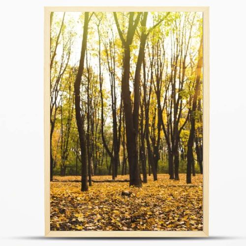beautiful autumn park