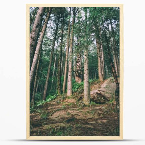 low angle view of beautiful evergreen trees growing in Indian Himalayas, Manali