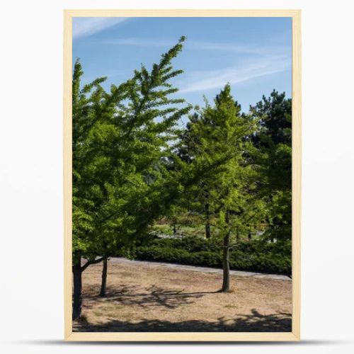 Evergreen trees in park and blue sky at background