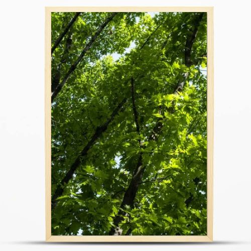 Green foliage on tree branches at summertime