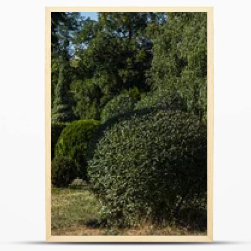 Trees and bushes on green grass in park, panoramic shot