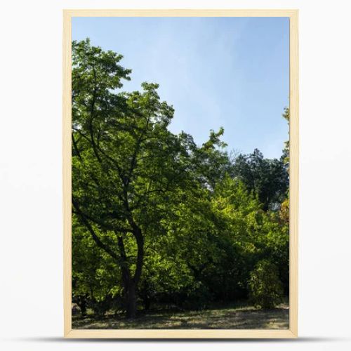 Trees with green foliage on grass with blue sky at background