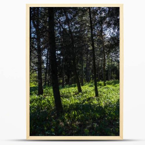 Trees and green grass with sunlight in forest