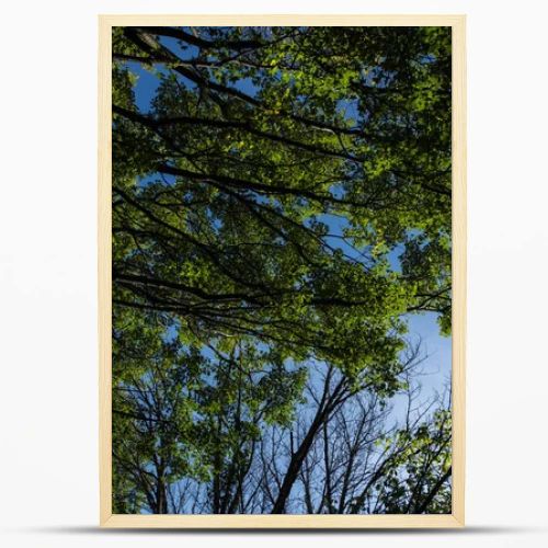 Bottom view of trees with green foliage and blue sky at background