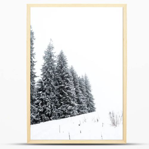 pine trees forest covered with snow on hill with white sky on background