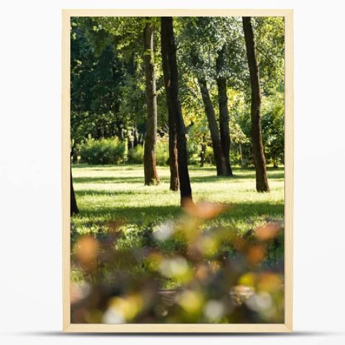 selective focus of trees with green leaves in peaceful park