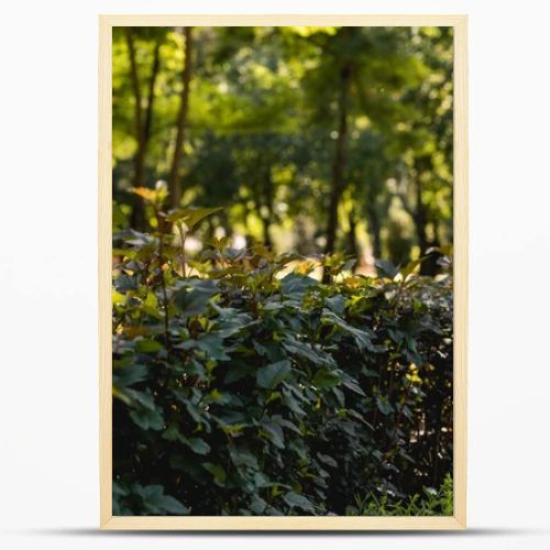 selective focus of sunshine on green leaves in peaceful park 