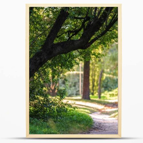 empty pathway in park with green trees and plants around