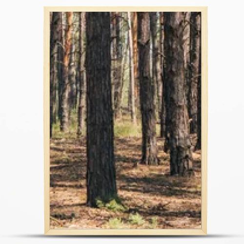 panoramic crop of tree trunks in summer woods 