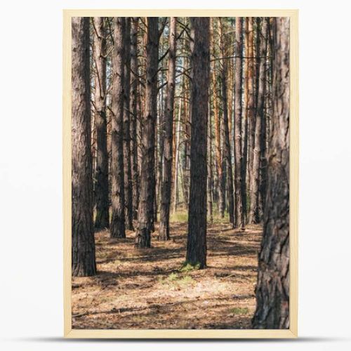 selective focus of tree trunks in summer woods 