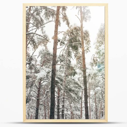 Scenic view of pine trees covered with snow in winter forest