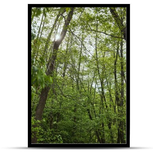 Low angle view of green forest with leaves trees