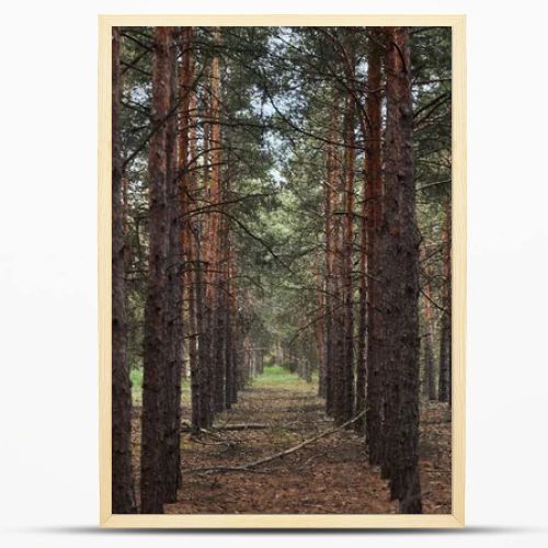 forest with tall pine textured trees in rows