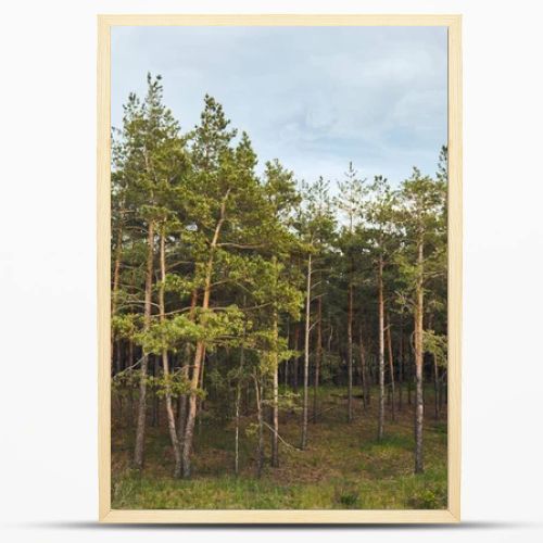 Landscape of pine forest with trees under blue sky