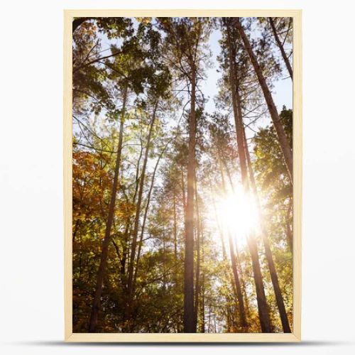 sun, trees with yellow and green leaves in autumnal park at day 