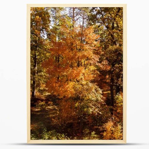 trees with yellow and green leaves in autumnal park at day 