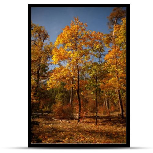 trees with yellow and green leaves in autumnal park at day 