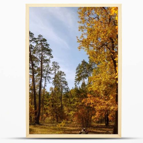 trees with yellow and green leaves in autumnal park at day 