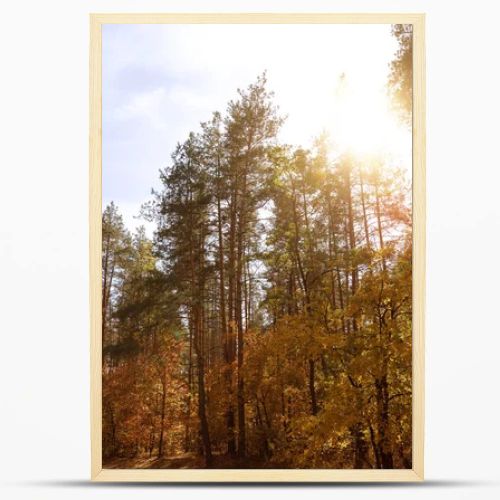 sun, trees with yellow and green leaves in autumnal park at day 