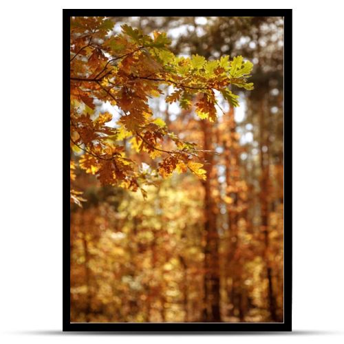 selective focus of trees with yellow and green leaves in autumnal park at day 