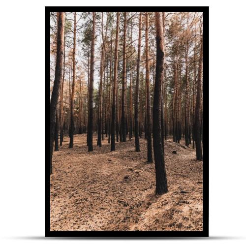 ground and tall trees in summer forest 