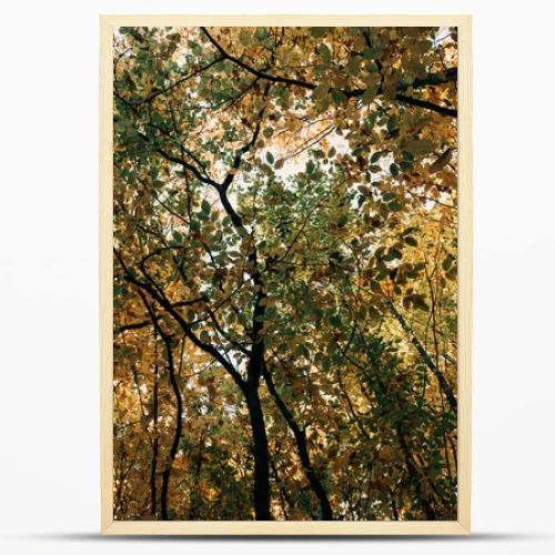 Bottom view of autumnal trees with twigs in forest 