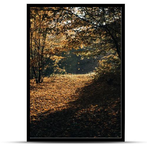 Sunlight on fallen yellow leaves in autumn forest 