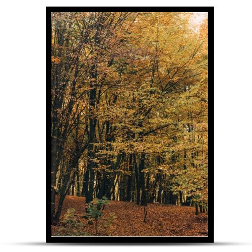 Yellow leaves on tree branches in forrest 