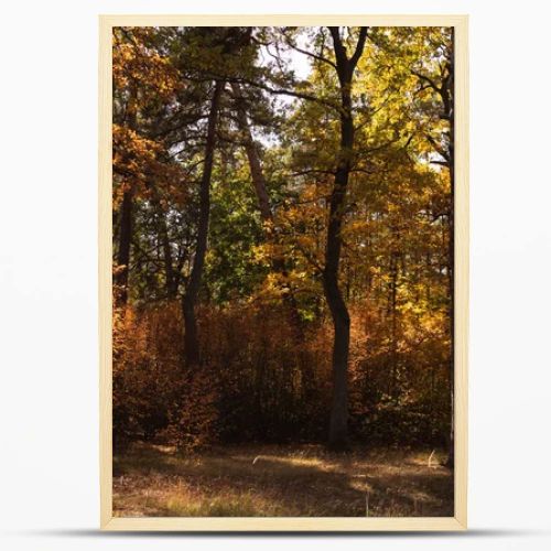 scenic autumnal forest with trees in sunlight