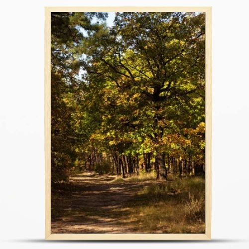 scenic autumnal forest with golden foliage and path in sunlight