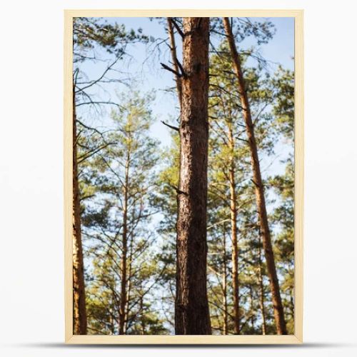 scenic autumnal forest with wooden tree trunks in sunlight