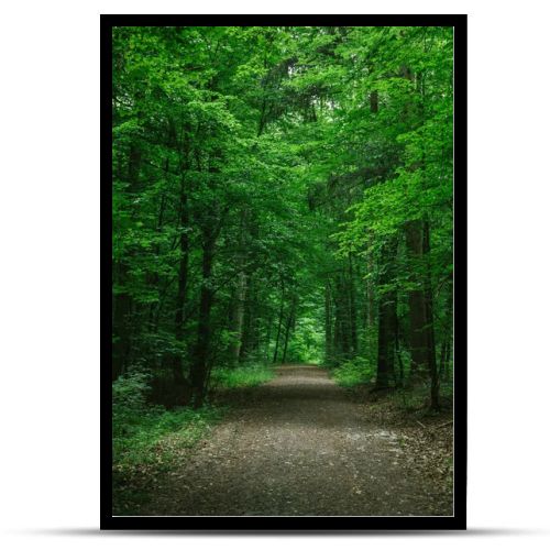 rural road in green beautiful forest in Wurzburg, Germany