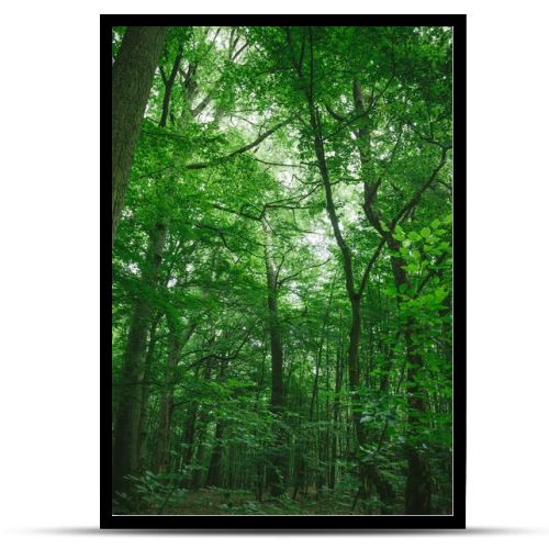 trees with green leaves in forest in Wurzburg, Germany